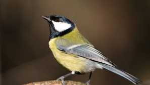 Големи и нейните роднини, снимки на птици